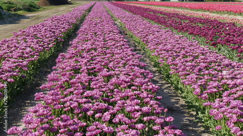 Fioritura dei tulipani nella campagna Olandese