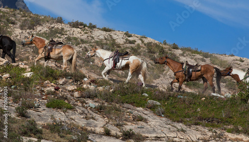 Caravan horses for carry travelers