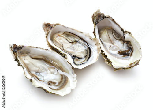set of oysters isolated on white background photo