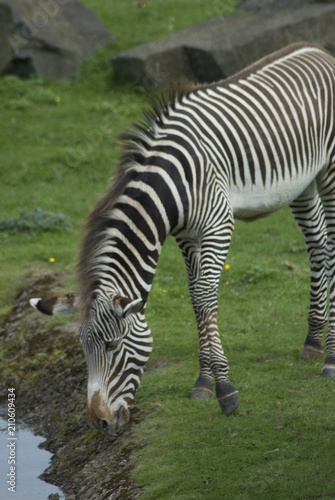 zebra drinking 