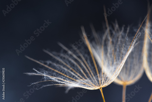 Fototapeta Naklejka Na Ścianę i Meble -  Nature Art -Dandelion Seeds