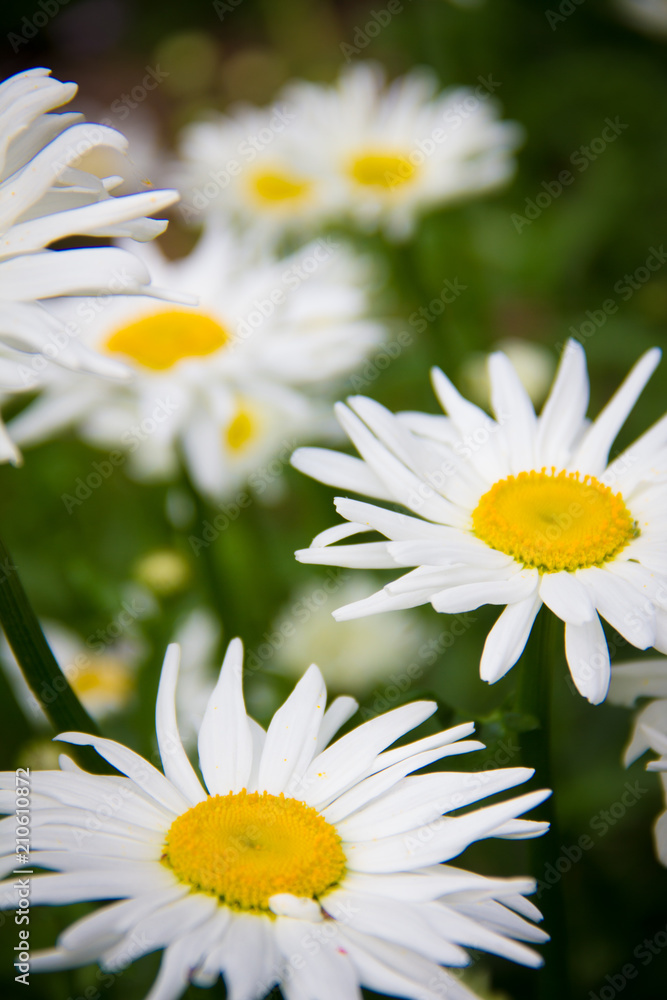 Fototapeta premium Daisy Flower