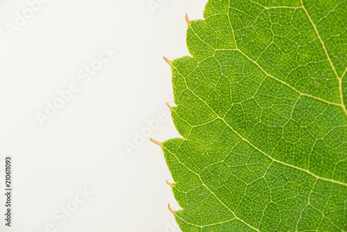 green leaf background close up horizontal tramsparent texture photo