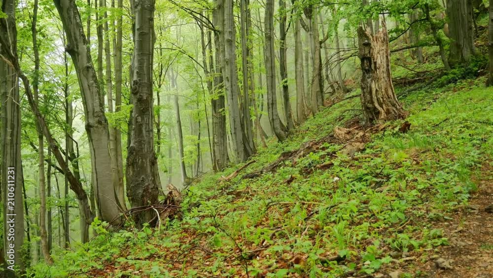 Mist rising in a green deciduous forest in the Mala Fatra in late spring (Slovakia). Mist rising in a green deciduous forest in the Mala Fatra in late spring (Slovakia).
