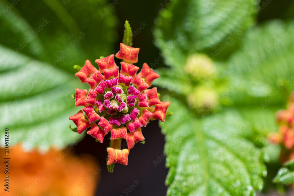 flower 8 flower 8