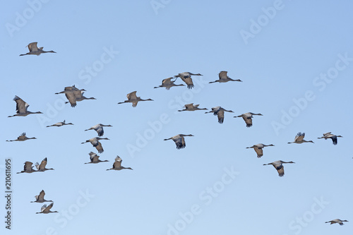 Sandhill Cranes flying during Migration