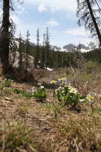 Mountain Flowers