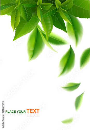 nature leaves green tea on spring  background.