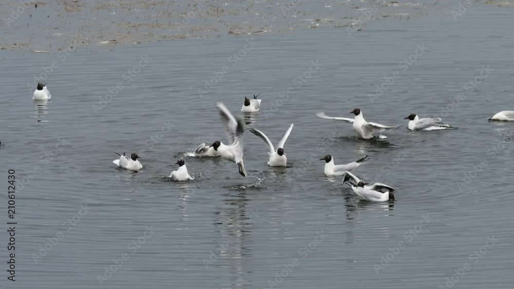 Flock of Black-backed gulls (Larus marinus) preening on a lake Flock of Black-backed gulls (Larus marinus) preening on a lake