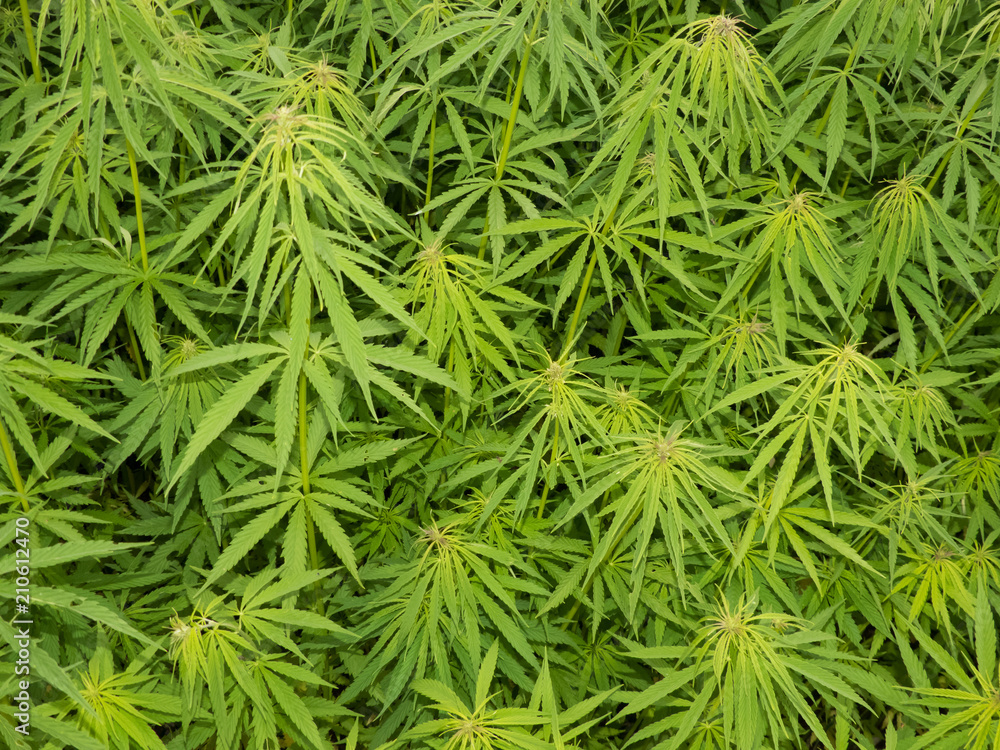 green canabis on marihuana field farm green canabis on marihuana field farm