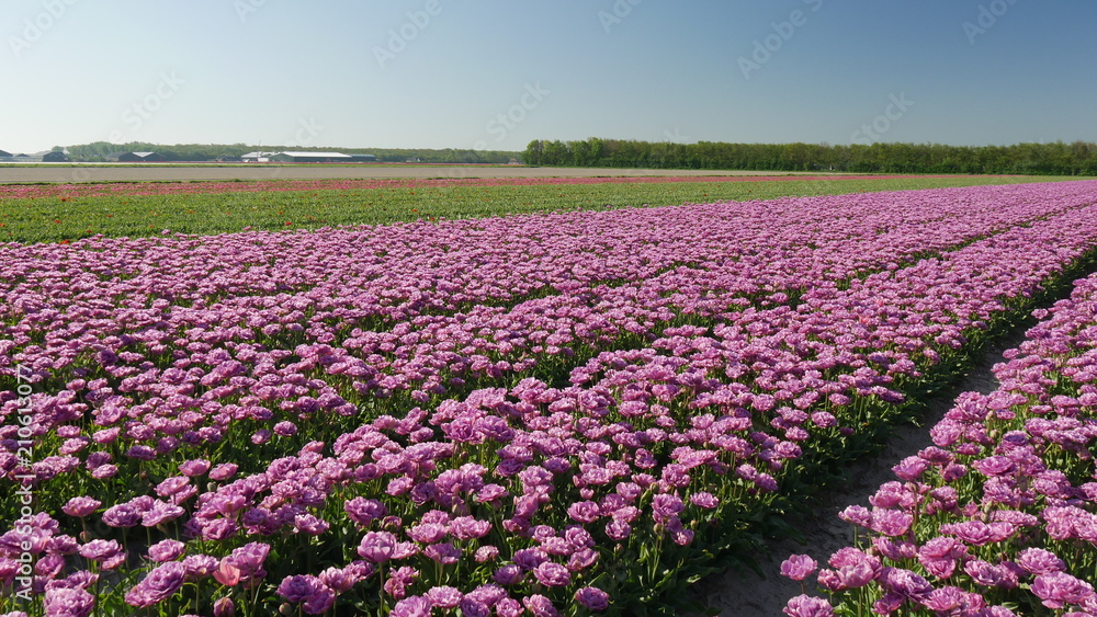 Fioritura dei tulipani nella campagna Olandese