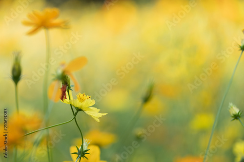 field of blooming yellow sulphureus cosmos flower in the garden, Thailand © feelartfeelant