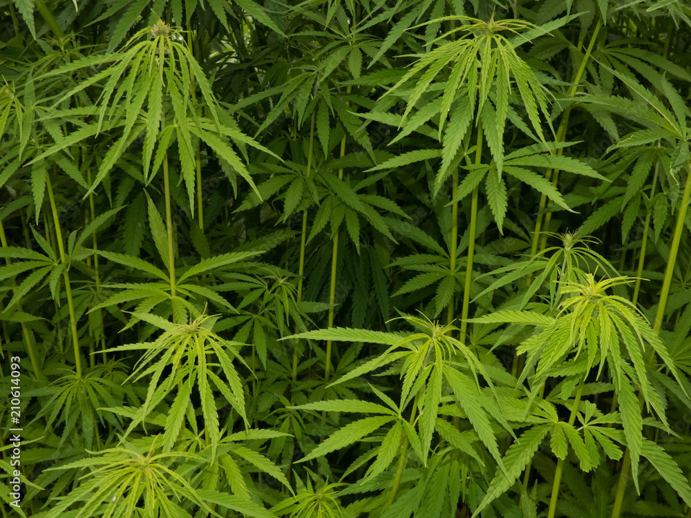 green canabis on marihuana field farm green canabis on marihuana field farm