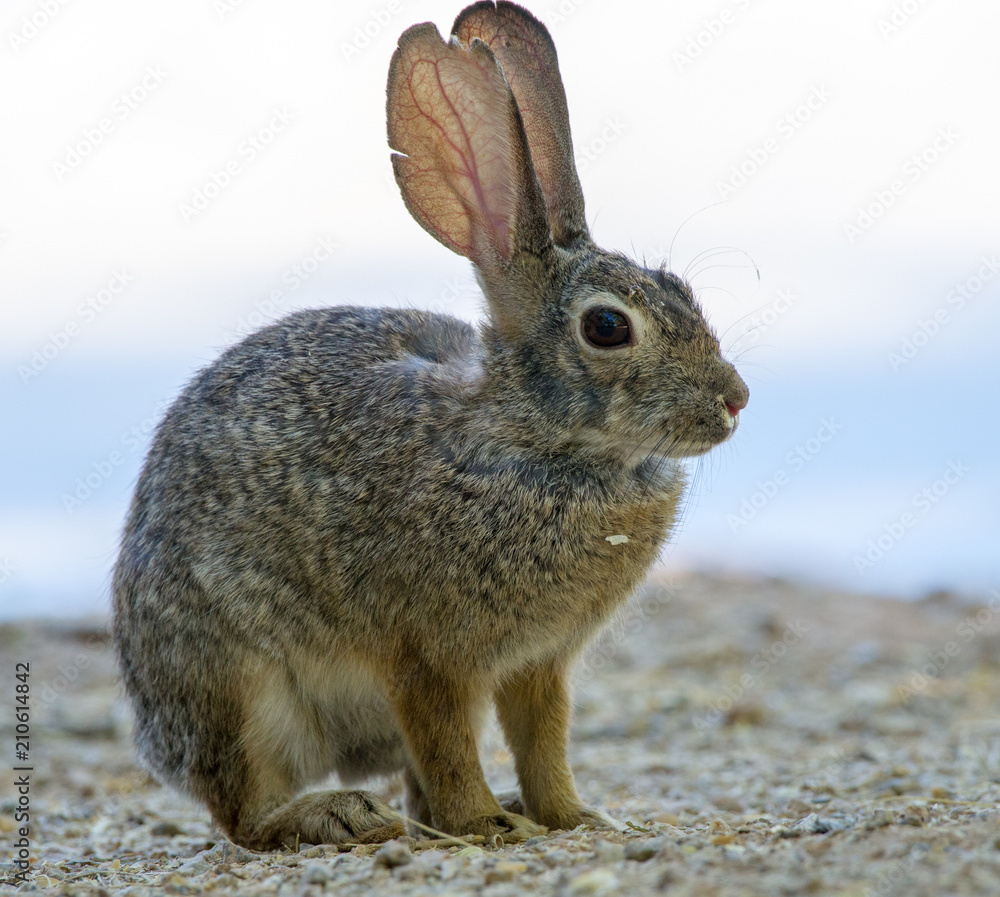 Obraz premium Desert Rabbit