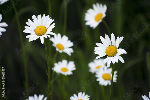 Daisies in the Wild