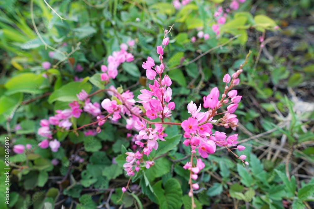 Close up Pink flowers on blurred branch and leaves background,Aantigonon leptopus as a background in the garden. nature wallpaper concept. Empty. Too Soft. space for your text. Close up Pink flowers on blurred branch and leaves background,Aantigonon leptopus as a background in the garden. nature wallpaper concept. Empty. Too Soft. space for your text.