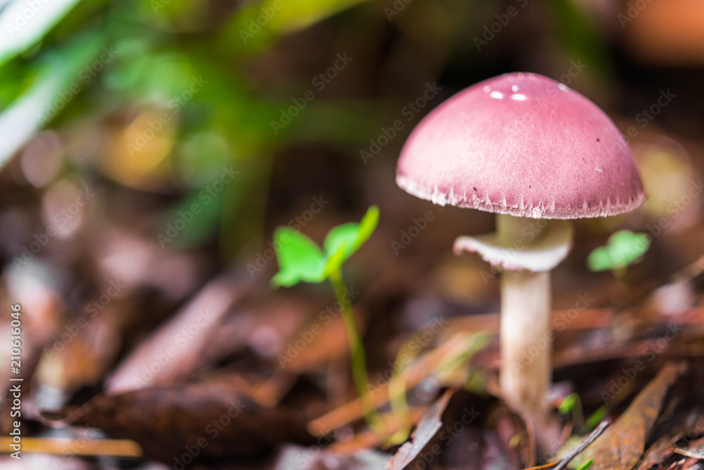 Macro photography of a purple mushroom growing in the autumn forest amidst grass and leaves Macro photography of a purple mushroom growing in the autumn forest amidst grass and leaves