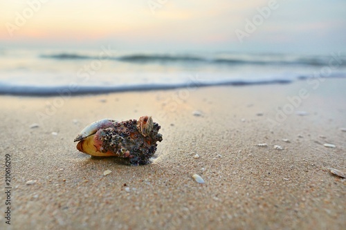 Close up shells on sandy beach with blurred sea and sunrise background. Space for text in template. Nature as a background.