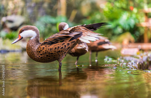 Close up of a white cheeked pintail summer duck wildlife animal in its natural environment © Aleksandr Vorobev