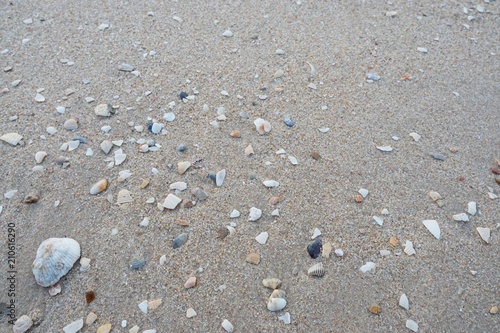 Abstract, shells on sandy beach background. Sandy beach for background. Top view. space for your text. Too soft