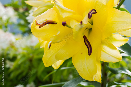 Easter Lily,Longflower Lily,closeup of yellow lily flower in full bloom.Beautiful yellow Hemerocallis on green nature background. Copy space photo