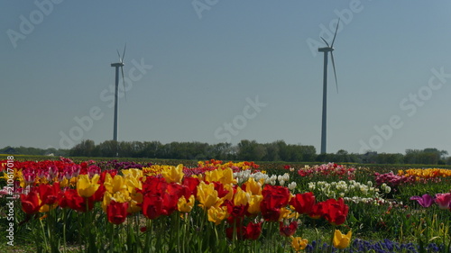 Tulipani coltivazione in Olanda