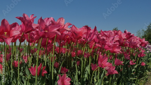 Tulipani coltivazione in Olanda