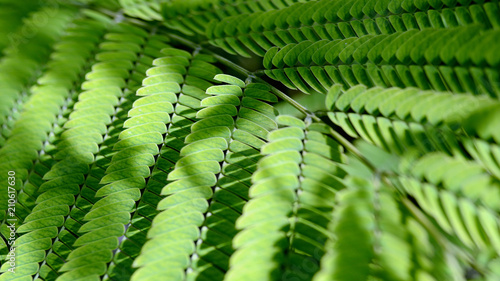Tablou pe pânză acacia leaf as background / acacia leaf as background for desktop wallpaper