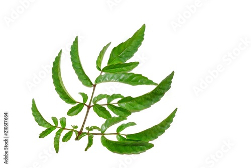 Twigs with green leaves isolated on white background. Top view leea rubra leaf ,Space for text in template. 