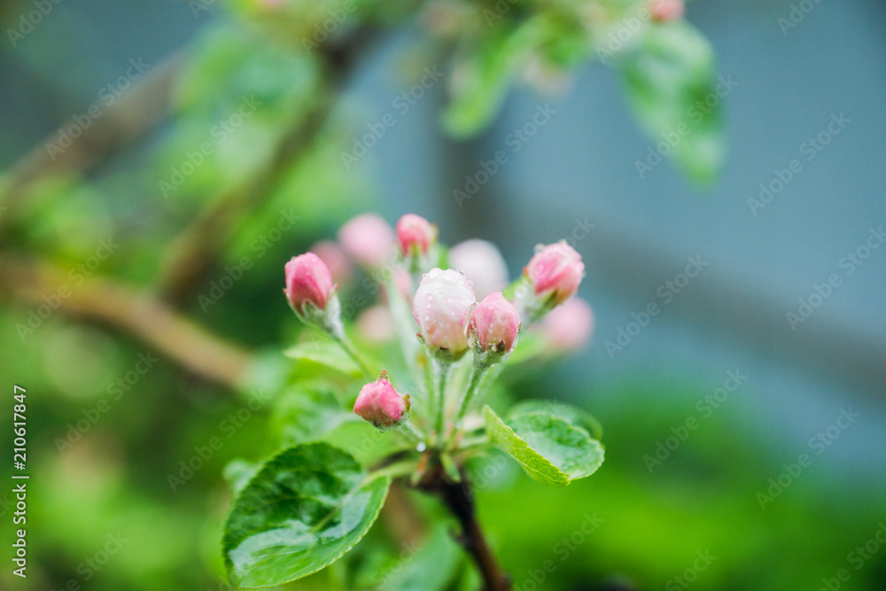 Blooming apple tree in the garden. Selective focus.