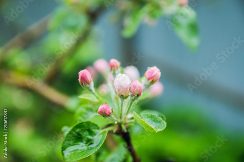 Blooming apple tree in the garden. Selective focus.