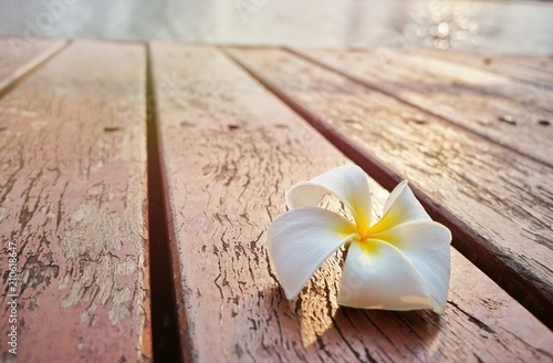 white and yellow plumeria flowers on the old wooden floor. frangipani flowers. Temple Tree. Graveyard Tree.Leelawadee flowers.white flowers. copy space