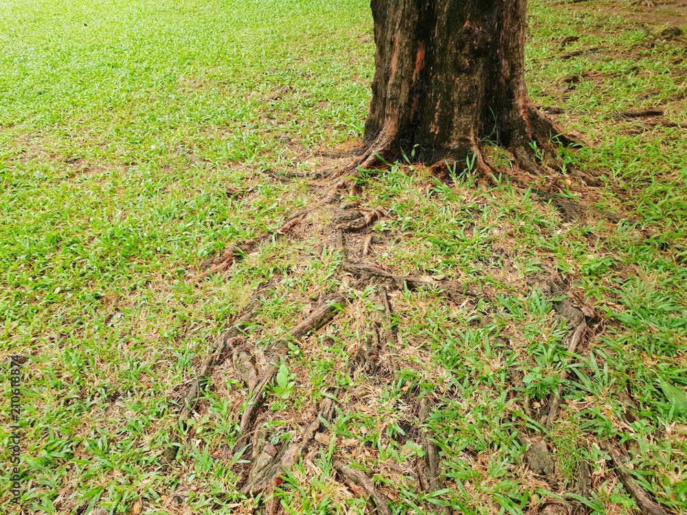 Roots of big tree with green grass on the ground in the forest at Thailand, Abstract background, Space for text in template, Empty concept, (Pink trumpet tree, Tabebuia rosea) Roots of big tree with green grass on the ground in the forest at Thailand, Abstract background, Space for text in template, Empty concept, (Pink trumpet tree, Tabebuia rosea)