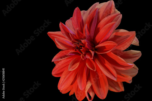 pink flower on a black background isolated with clipping path. Closeup. big shaggy flower.