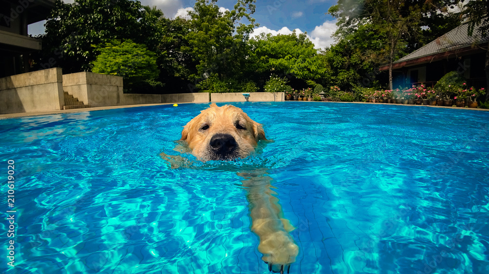 Golden Retriever Puppy (Dog) Exercises in Swimming Pool Stock Photo