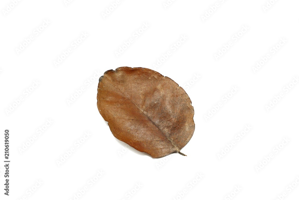 Dry leaves isolated on white background. Golden, autumn leaf, Space for text in template. Dry leaves isolated on white background. Golden, autumn leaf, Space for text in template.