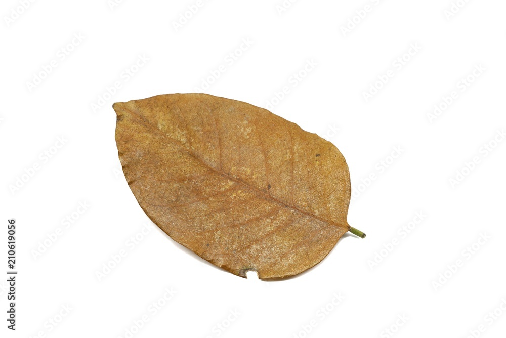 Dry leaves isolated on white background. Golden, autumn leaf, Space for text in template. Dry leaves isolated on white background. Golden, autumn leaf, Space for text in template.