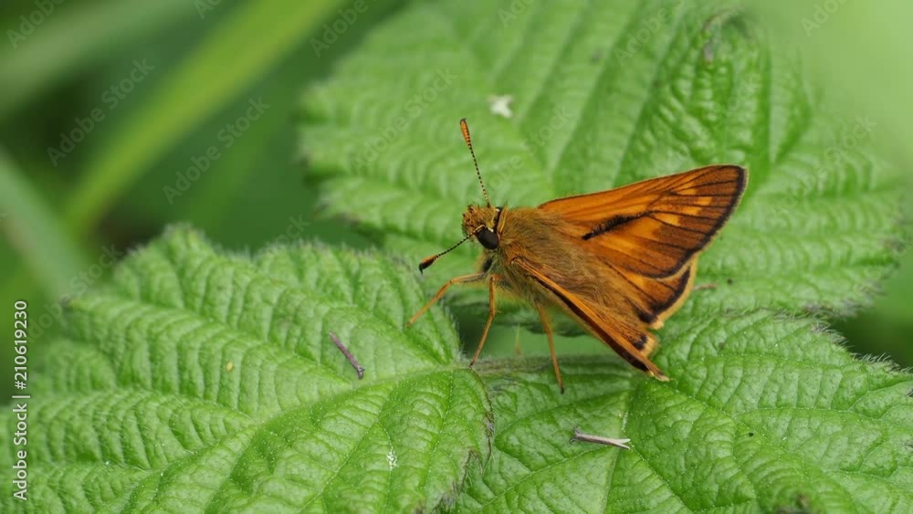 Large Skipper butterfly (Ochlodes venata) resting , wings open on a leaf Large Skipper butterfly (Ochlodes venata) resting , wings open on a leaf
