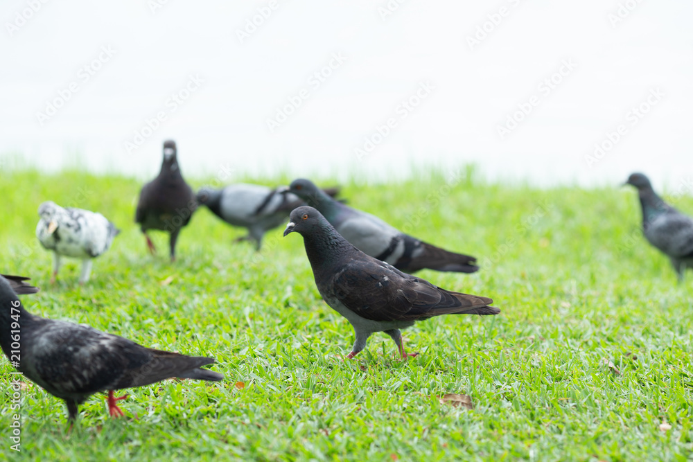 Fototapeta premium Several pigeons are walking on the lawn.