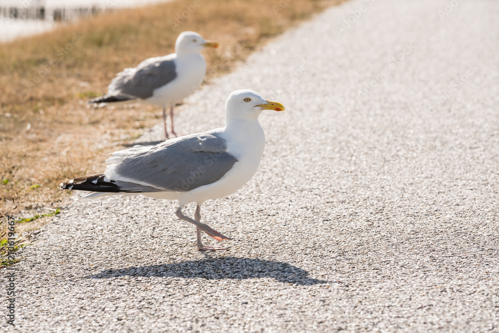 An Bbeautiful seabird An Bbeautiful seabird
