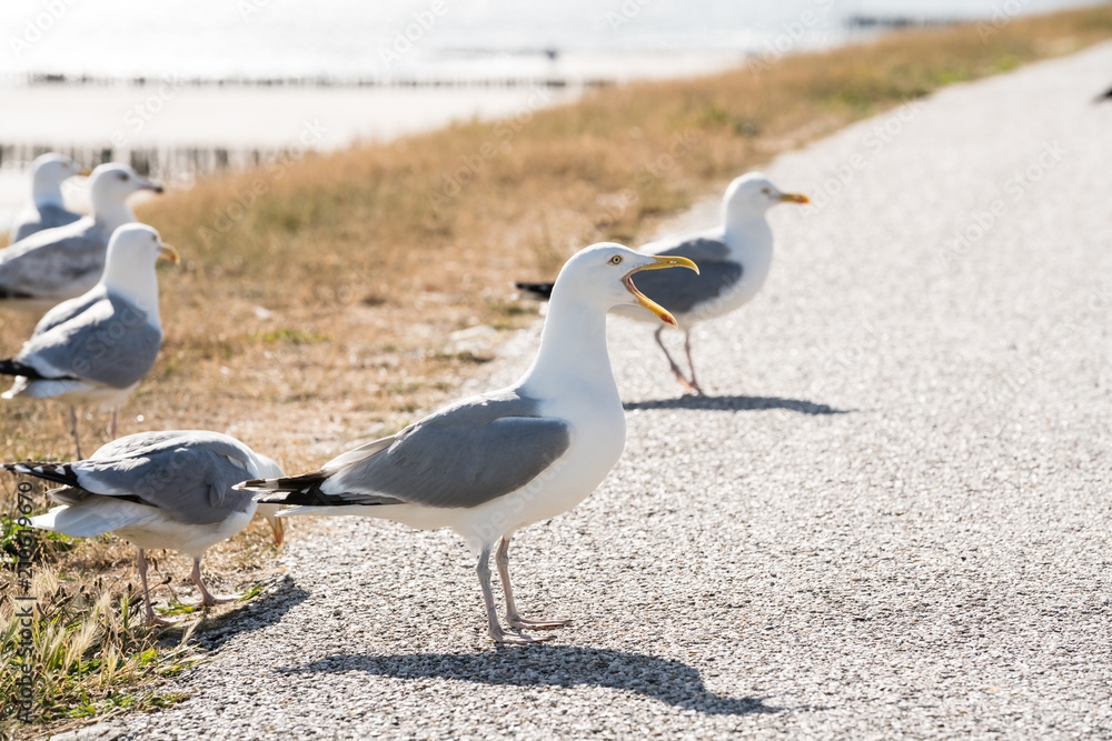 An Bbeautiful seabird An Bbeautiful seabird