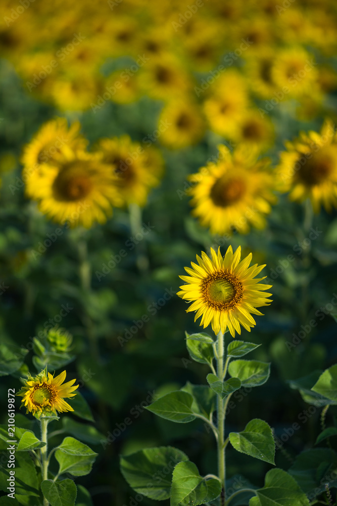 Yellow Sunflower blooming in a field Yellow Sunflower blooming in a field