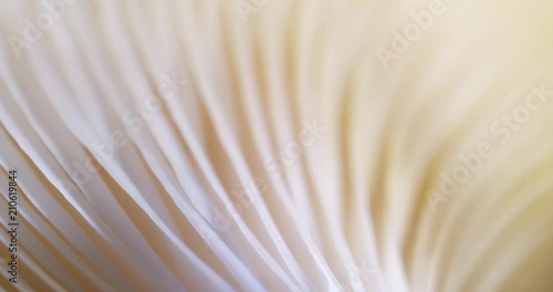 Texture mushrooms. Extreme macro. 4K.
