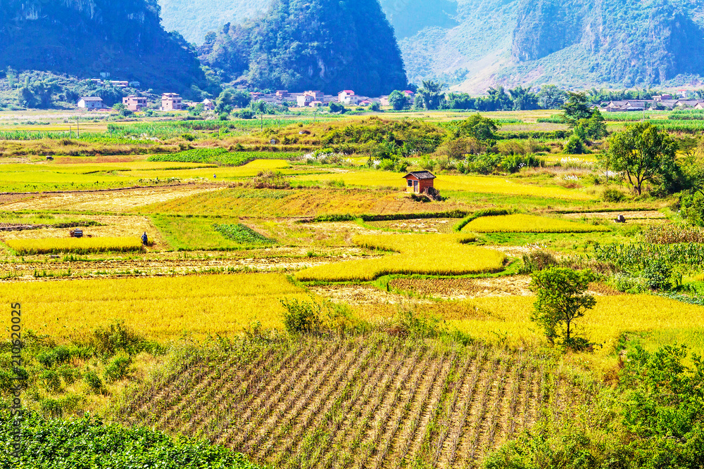 The landscape background of the mature paddy field village in the autumn