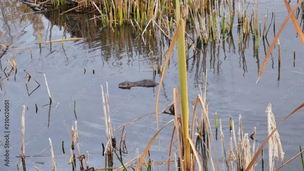 A muskrat swimming though sedges and waterplants, with its nest/push-up behind. BC, Canada A muskrat swimming though sedges and waterplants, with its nest/push-up behind. BC, Canada