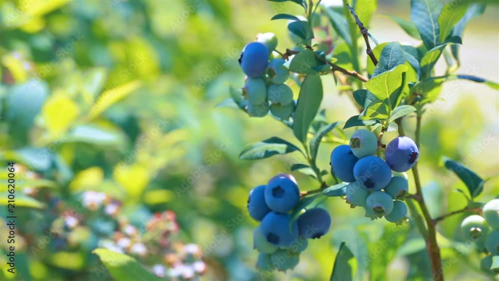 Harvest of ripe blueberries in a orchard. Branches of blueberries trees with ripe appetizing blueberries during harvesting. Harvest of ripe blueberries in a orchard. Branches of blueberries trees with ripe appetizing blueberries during harvesting.