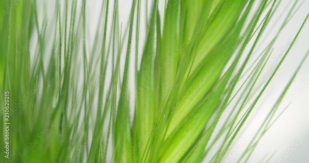 Wheat Seeds. Green Grass At Farm Macro. Close Up. 4K. Isolated.
Wheat Seeds. Green Grass At Farm Macro. Close Up. 4K. Isolated.
