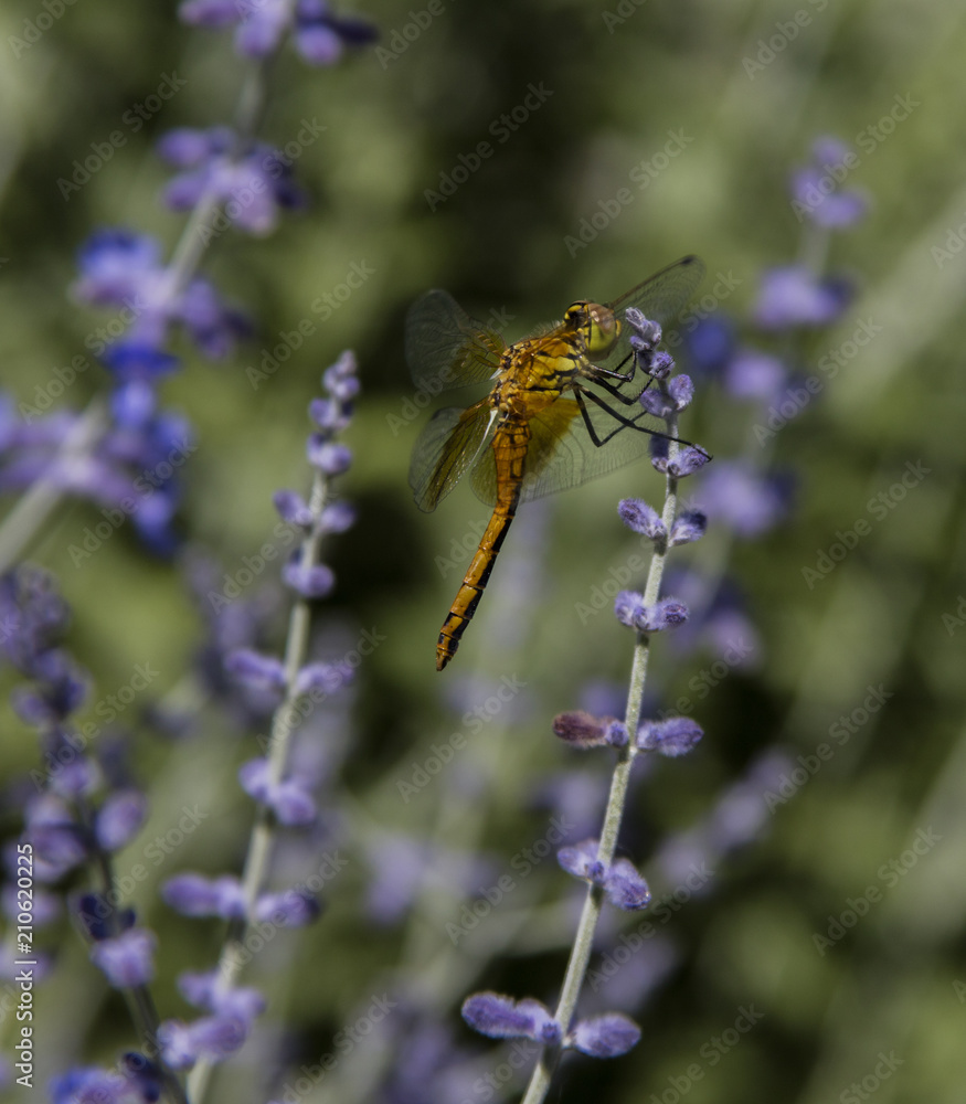 Dragonfly on Purple Sage 3 Dragonfly on Purple Sage 3