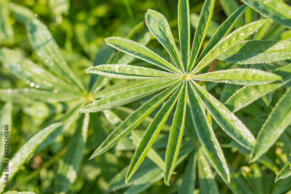 Lupine leaves rain drops background. Selective focus. Nature background.Large, green leaves of lupine covered with drops of dew.fresh morning Lupine leaves rain drops background. Selective focus. Nature background.Large, green leaves of lupine covered with drops of dew.fresh morning