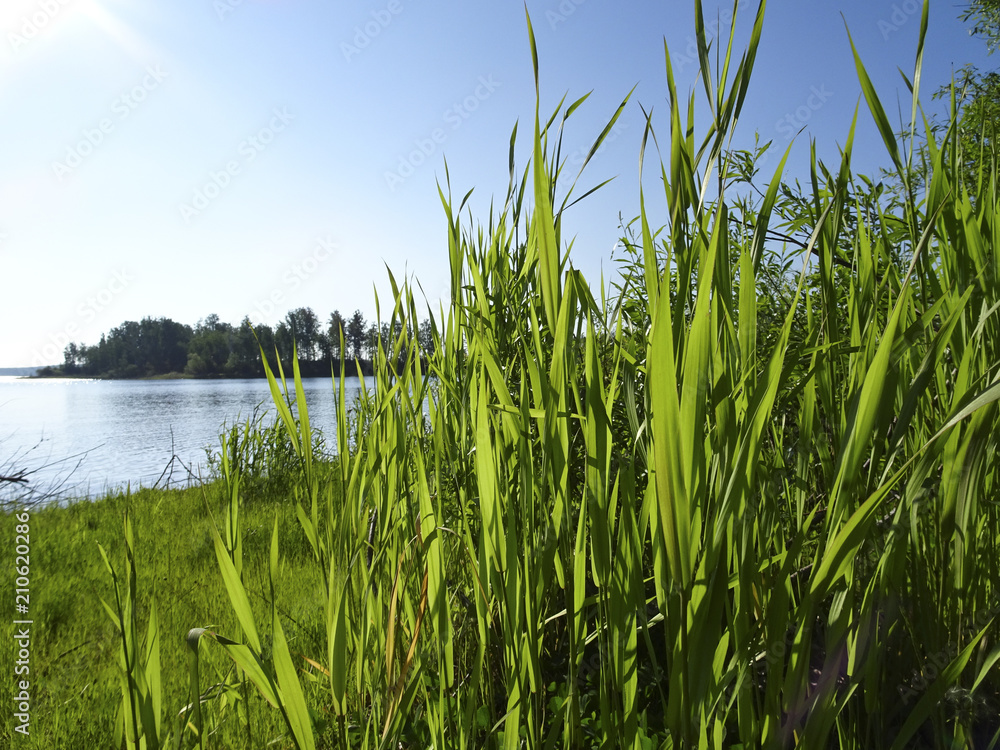 Obraz premium Summer landscape: a sunny morning on a forest lake from the shore through a green young cane
